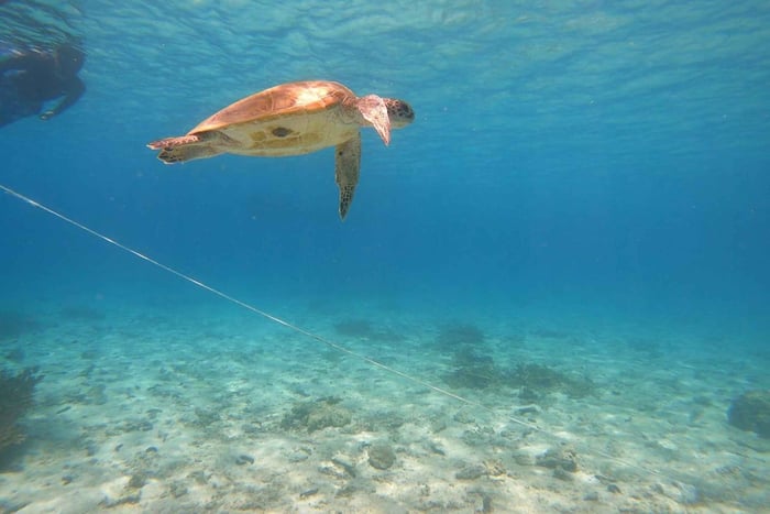 Z Dubaju: Fujairah Sea Turtles Snorkeling Tour z lunchem