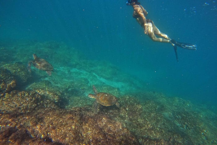 Von Dubai aus: Schnorcheln mit Schildkröten in Fujairah, Transfer & BBQ