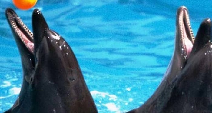 Dolphinario de Dubái: Espectáculo de Delfines y Focas