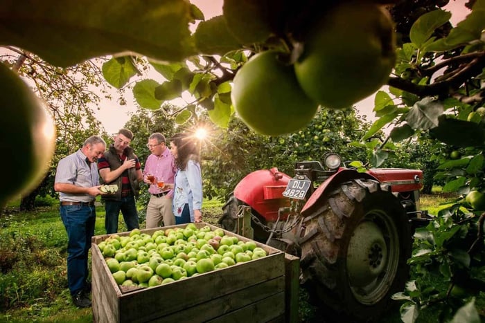 County Armargh: Orchard Tour with Cider Tasting & Apple Tart