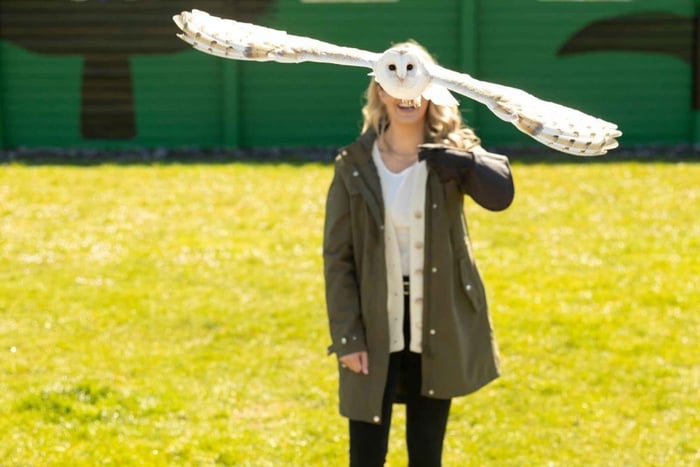 Von Dublin aus: Cliffs of Moher, Bird of Prey & Aillwee Cave