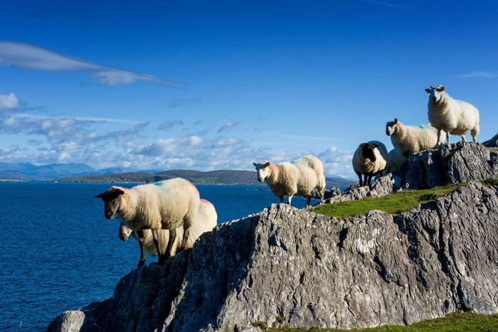 Privat dagstur i Wild Atlantic från Cork