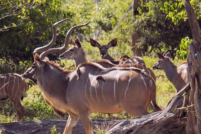 Halvdagstur til Tala Game Reserve og Natal Park fra Durban