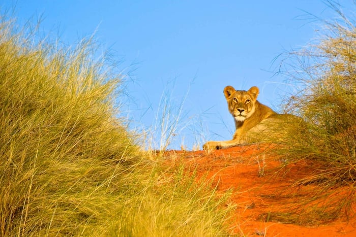 Durban : Safari à Hluhluwe Imfolozi et visite de iSimangaliso