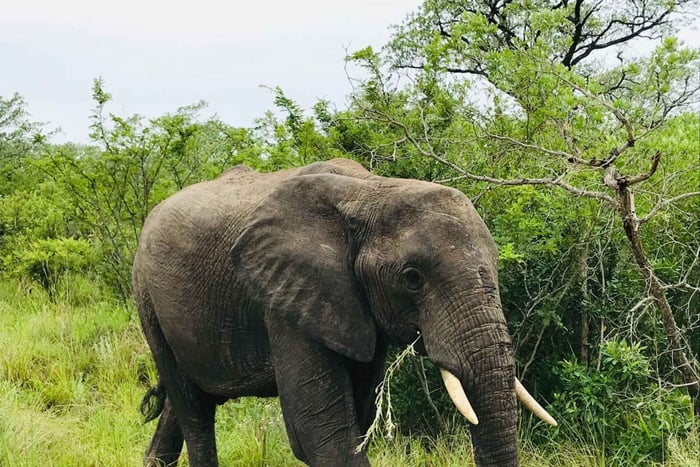 Vanuit 5-daagse privésafari met vervoer