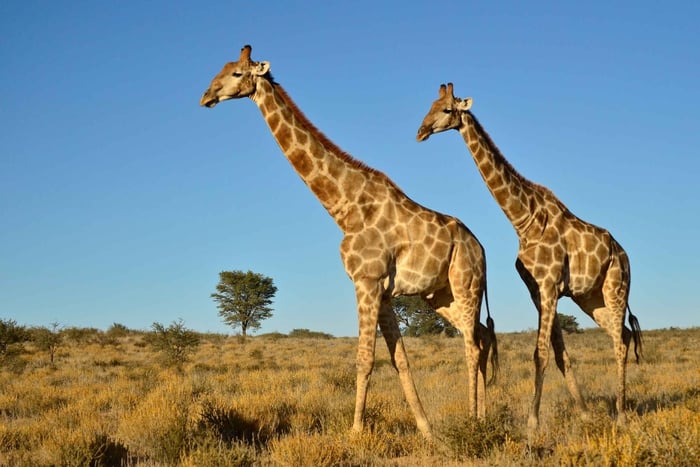 From Durban: Half-Day Safari Tour