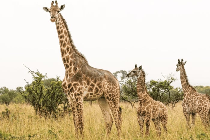 Riserva di caccia di Hluhluwe–iMfolozi: safari da Durban