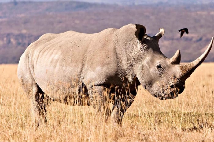 From Durban - Thula Thula Game Reserve Half-Day Safari