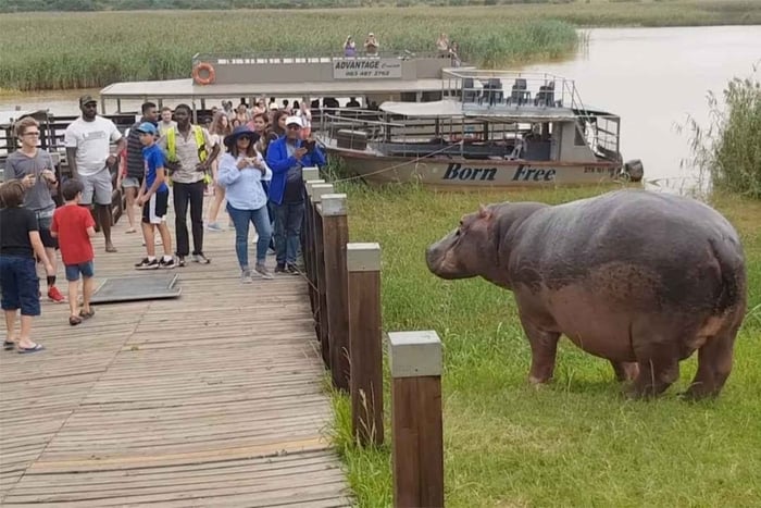 Halvdags flodhestbåtsafari i Isimangaliso våtmark fra Durban