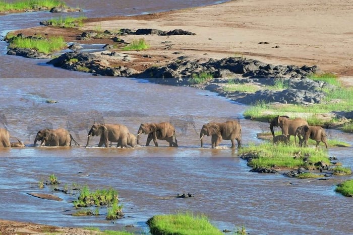 Halvdagssafari i Tala Game Reserve og Phezulu Safari Park