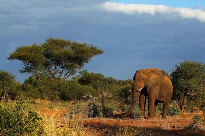 Halvdagssafari i Tala Game Reserve och Natal Park från Durban