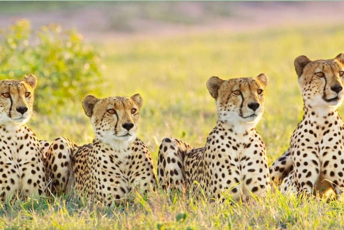 Hluhluwe Imfolozi Big 5 Full Day Tour from Durban