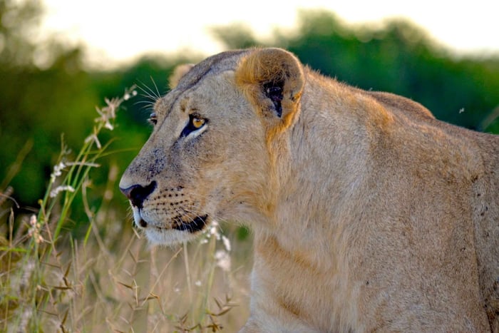 Hluhluwe Imfolozi Park: Big 5 Safari