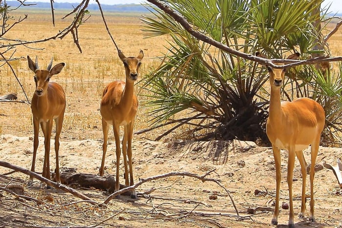 KwaZulu-Natal: Safari im privaten Wildreservat Gwahumbe