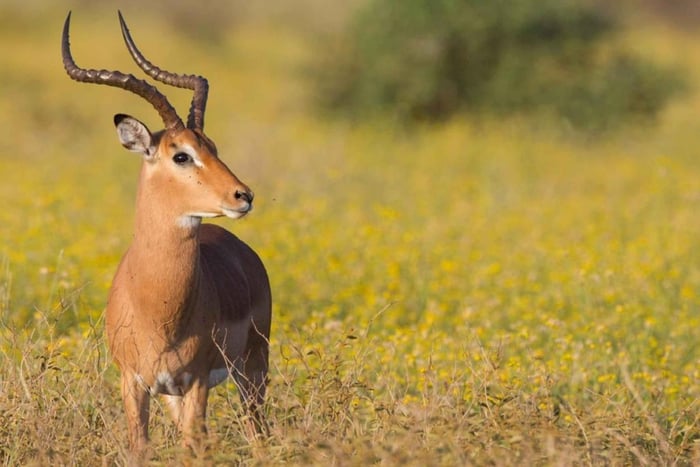 KwaZulu-Natal: Thanda Safari Private Game Reserve Tour