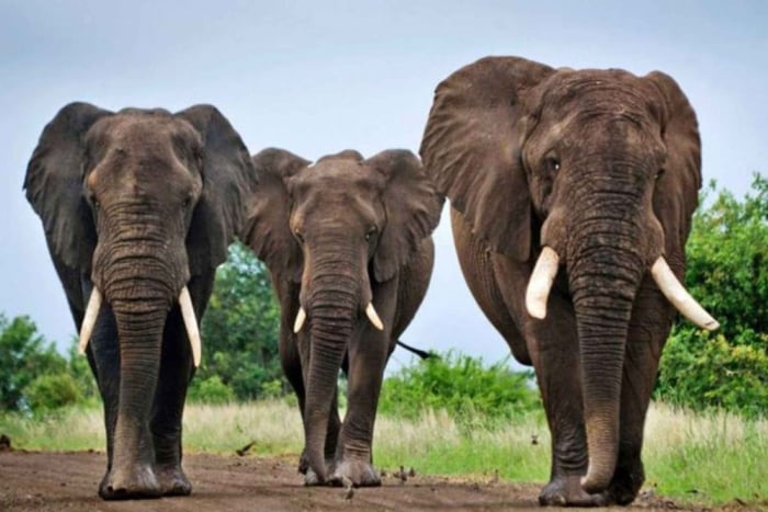 Zululand: Safari di 5 giorni, Hluhluwe, Isimangaliso e Drakensberg