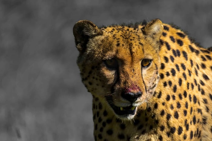 4-Day Addo to Karoo Safari