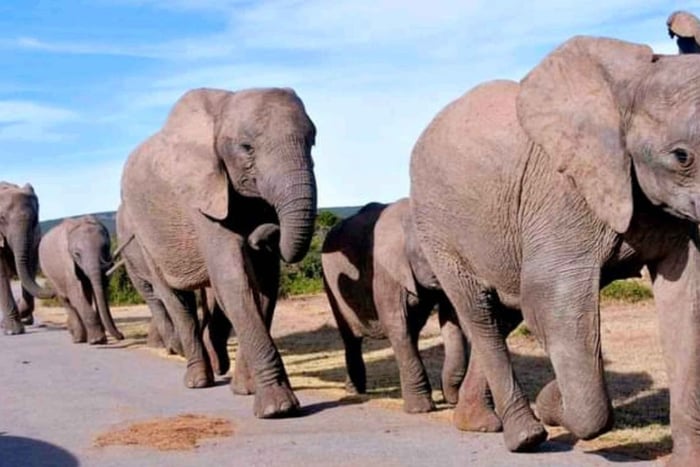 Addo Elephant National Park 2-Day Tour: Port Elizabeth