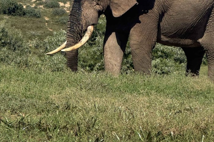 Addo-Elefanten-Nationalpark: Tagestour mit offener Safari und Mittagessen