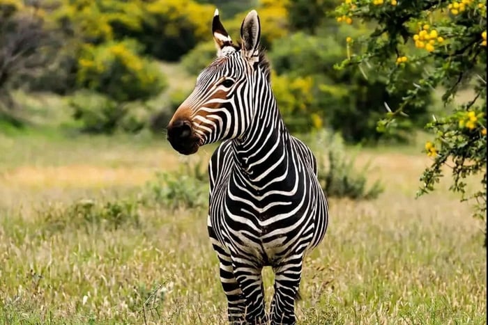 Addo Elephant National Park Full-day Safari: Port Elizabeth