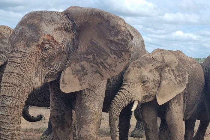 Addo Elefant Nationalpark heldags-safari
