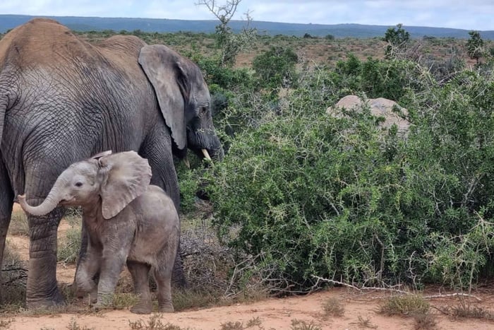 Addo Elephant National Park Game Drive Day Tour With Lunch