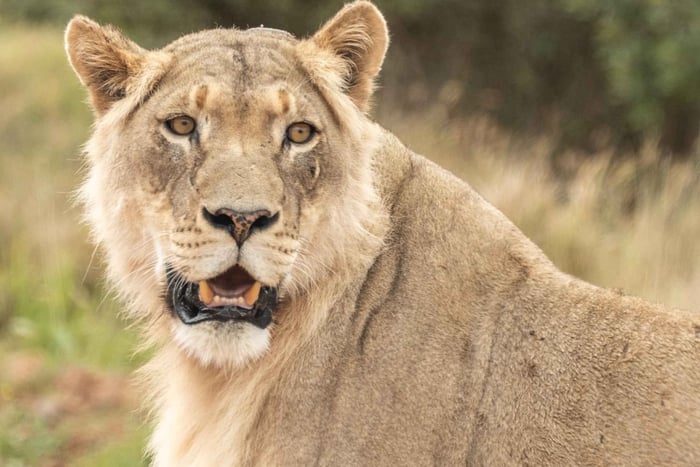 Addo Elephant National Park: Guided Safari in Your Own Car