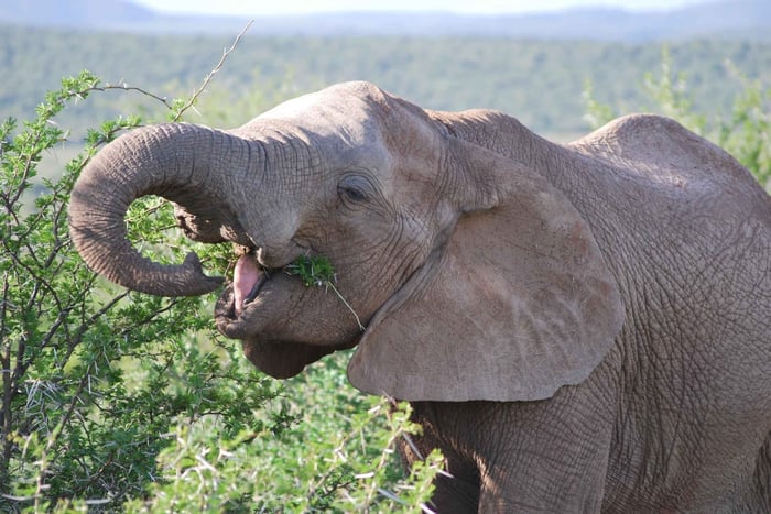 Addo Elephant National Park: Halbtägige private Safari