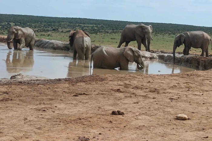 Addo Elephant Park and Kragga Kamma Game Park Combo