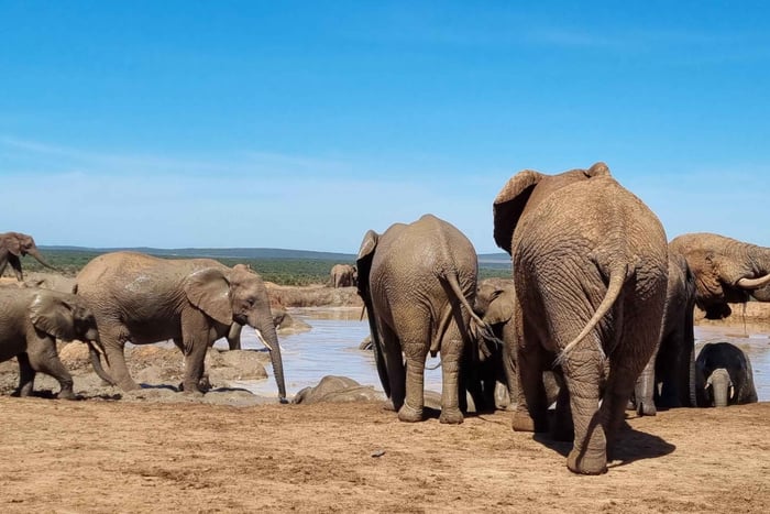 Addo Elephant Park Private Half-Day (OPEN 4x4 Vehicle)