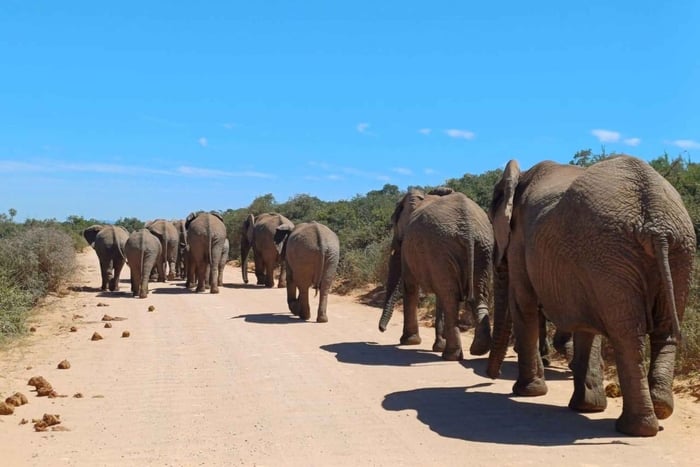 Parc des éléphants d'Addo + Schotia : safari immersif d'une journée