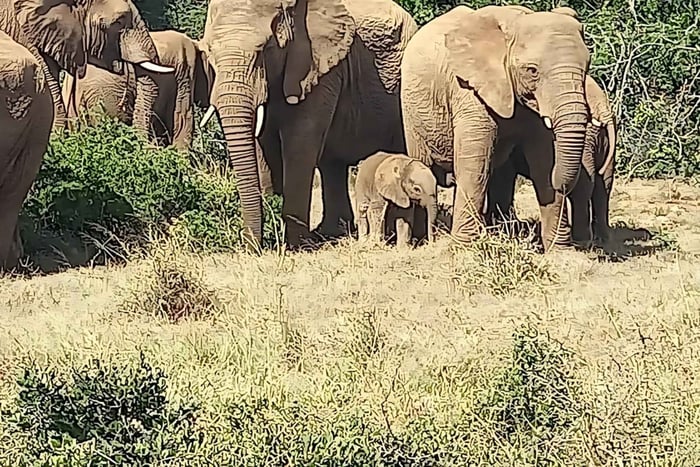 Addo National Park or Schotia Safari Tour