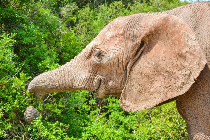 Addo Safari Ganztagestour