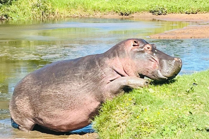 Amakhala Game Reserve Safari with Drinks
