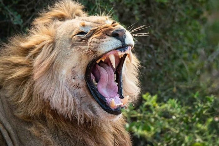 Det bedste af begge verdener: Addo Elephant Park og Schotia Game Reserve