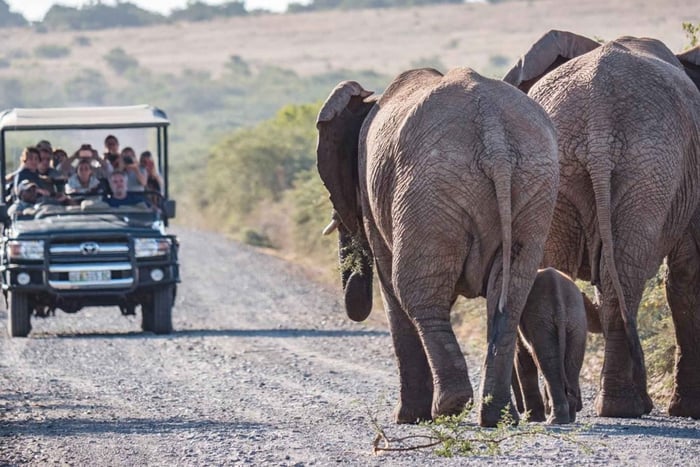 Eastern Cape Full-Day Big 5 Safari & Boat Cruise