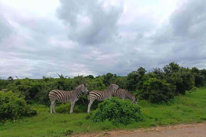 Gqeberha: safari de fauna salvaje en Kragga Kamma y tour por la costa