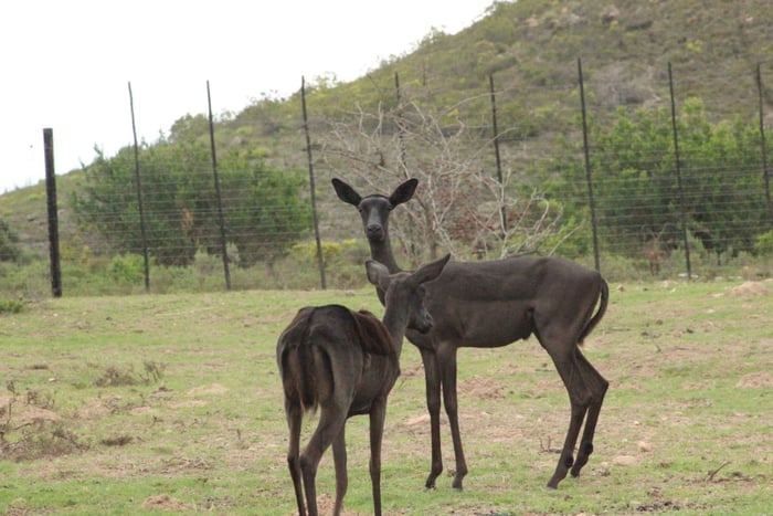 Guided Game Drive in Fynbos Area