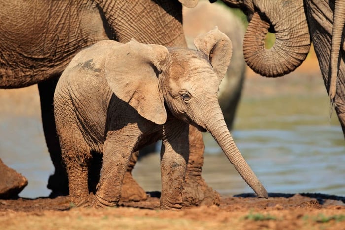 Port Elizabeth: Heldagssafari i Addo Elephant Park