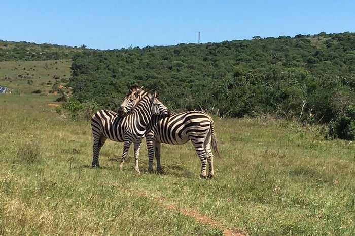 Port Elizabeth: safari door de stad, langs de kust en met wilde dieren