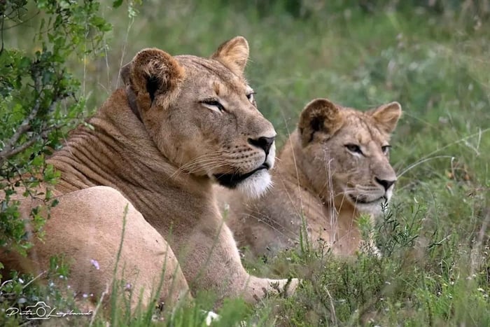 Port Elizabeth: safari a Schotia e rientro serale