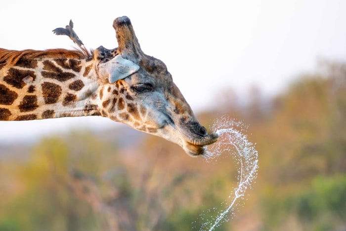Private Full Day Safari Adventure in Addo National Park