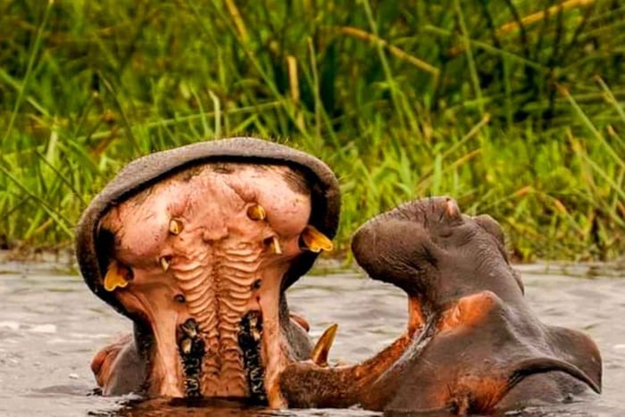 Schotia Safaris: I migliori incontri con la fauna selvatica a Port Elizabeth