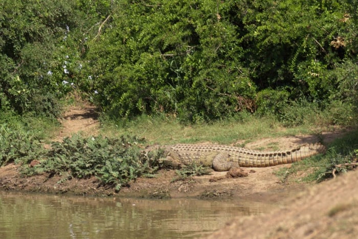 Privat Schotia Tooth & Claw-safari