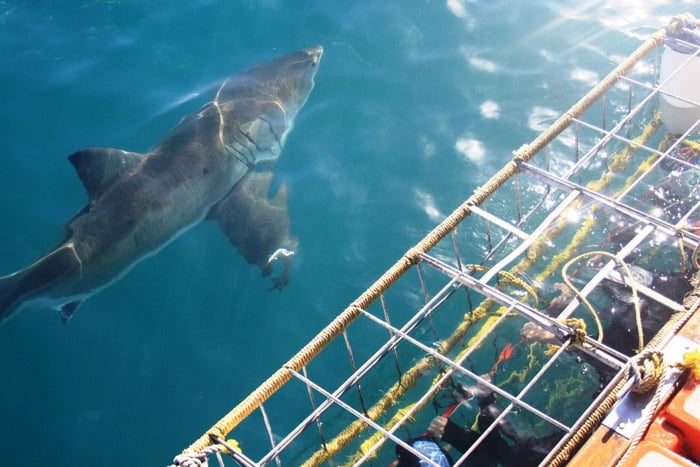 Vanuit Hermanus of Kaapstad: Kooiduiken met haaien