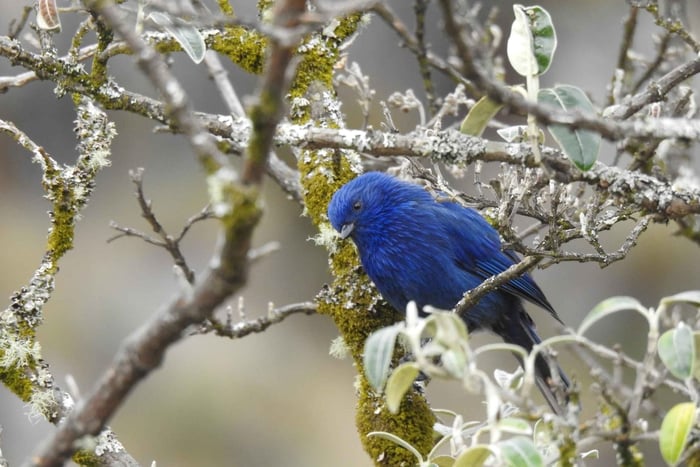 Cuenca: Fugletur i Cajas nasjonalpark med ekspertguide