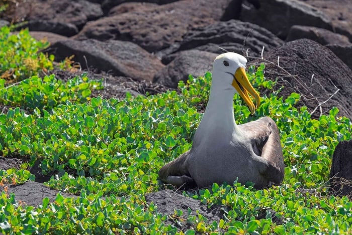 Isla Española: Sightseeingtur med observation af albatrosser og frokost inkluderet