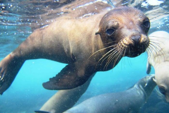 Da Puerto Ayora: Tour di un giorno per lo snorkeling dell'isola di Santa Fe