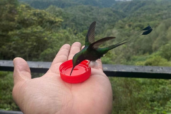 Depuis Quito : Excursion d'une journée dans la forêt de nuages de Mindo avec transfert
