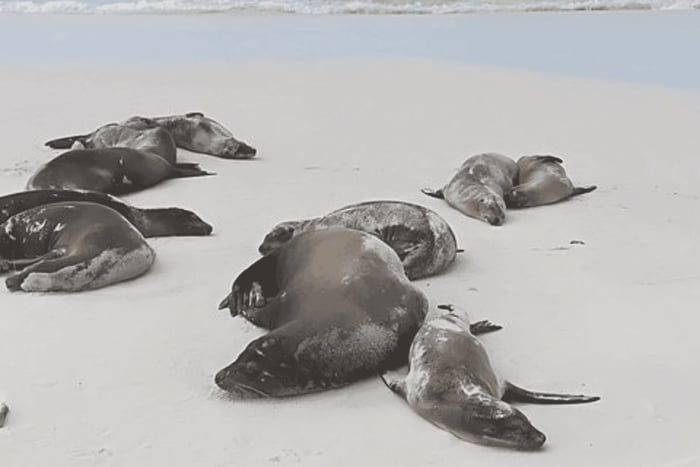Galapagos: Charles Darwin Station & Tortuga Bay privétour